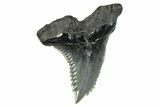 Large, Snaggletooth Shark (Hemipristis) Tooth - South Carolina #280073-1